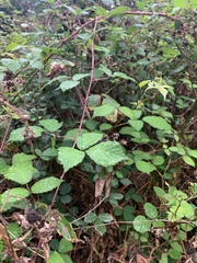 Rubus ulmifolius