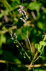 Trigonocapnos lichtensteinii