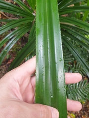 Pandanus forsteri