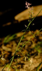 Trigonocapnos lichtensteinii