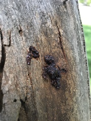 Hypoxylon rubiginosum