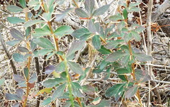 Berberis glaucocarpa