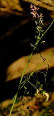 Trigonocapnos lichtensteinii