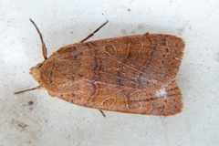 Agrochola pistacinoides