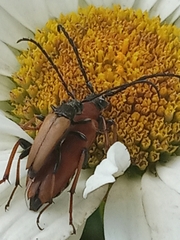 Stictoleptura rubra