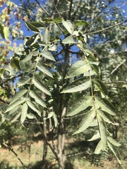 Ailanthus altissima