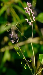 Trigonocapnos lichtensteinii