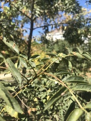 Ailanthus altissima
