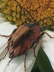 Stictoleptura rubra