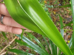 Pandanus forsteri