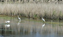 Ardea alba modesta