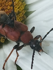 Stictoleptura rubra