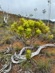 Styphelia macrocarpa