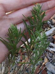 Galatella linosyris