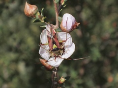 Pseudopantilius australis