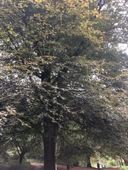 Fagus sylvatica