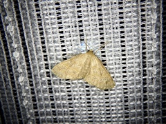 Idaea auricruda