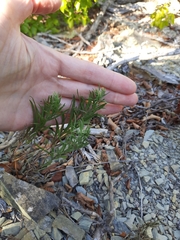 Galatella linosyris