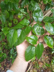 Xylosma maidenii