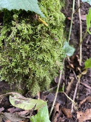 Thamnobryum alopecurum