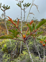 Cunonia macrophylla