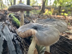 Pluteus