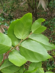 Xylosma maidenii