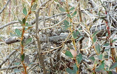 Berberis glaucocarpa