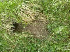 Marmota marmota