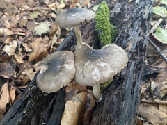 Pluteus