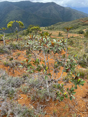 Alphitonia neocaledonica