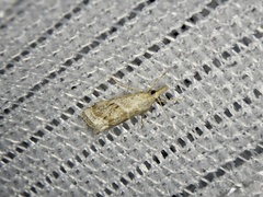 Microchilo inouei