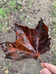 Acer