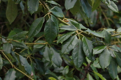 Cissus hypoglauca