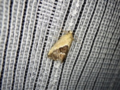 Maliattha chalcogramma