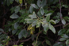 Cissus hypoglauca