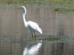 Ardea alba modesta