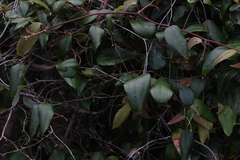 Smilax glyciphylla