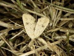 Anachrostis nigripunctalis