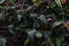 Smilax glyciphylla