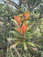 Metrosideros laurifolia
