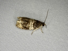 Celypha aurofasciana