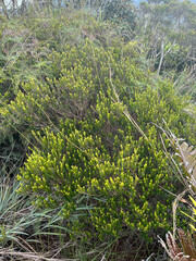 Myrtastrum rufopunctatum