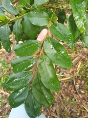 Dysoxylum pachyphyllum