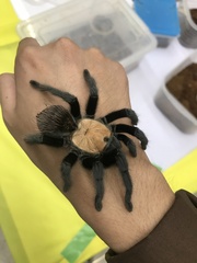 Brachypelma albiceps