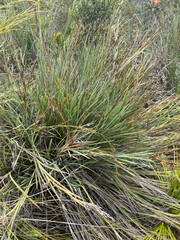 Machaerina deplanchei