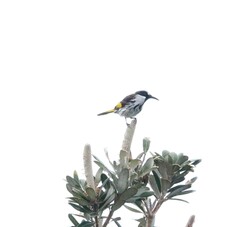 Phylidonyris niger