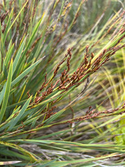 Machaerina deplanchei