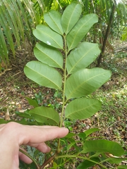 Dysoxylum pachyphyllum