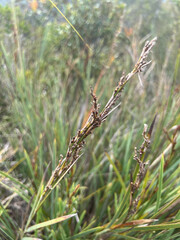 Machaerina deplanchei